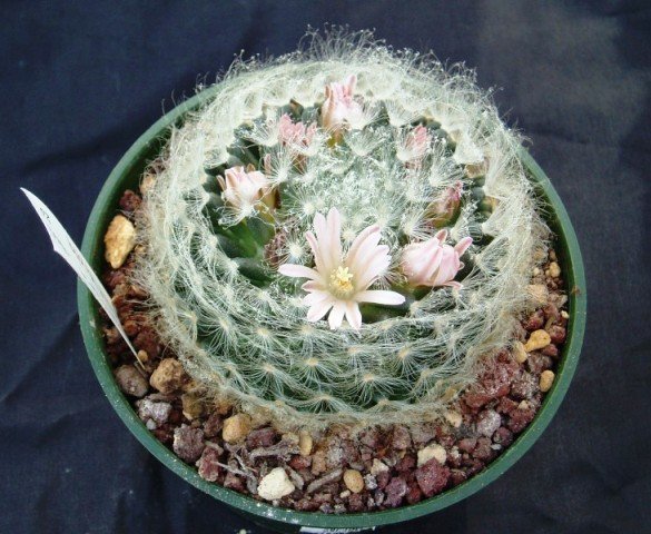 Mammillaria_aureilanata